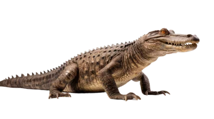 Poster crocodile on transparent background (png) © PNG CITY