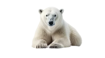 Keuken spatwand met foto polar bear on transparent background © shamim