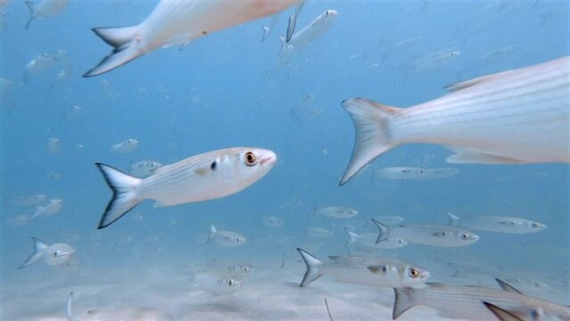 school of mullet fish swimming in ocean