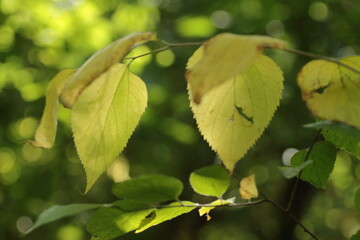 Green leaves in autumn in the forest