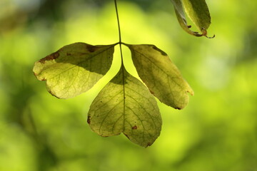 Green leaves in autumn