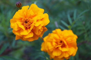 orange marigold flowers on a natural green background