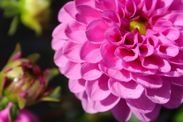 pink dahlia flowers close-up