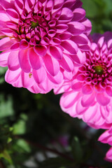 pink dahlia flowers close-up