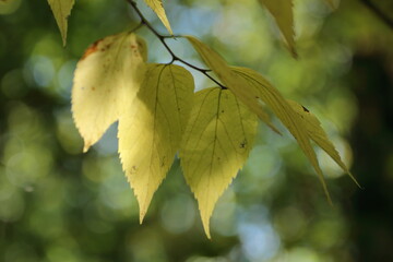 autumn leaves on the tree