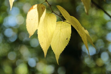 Yellow leaves in autumn in the forest in the sunlight