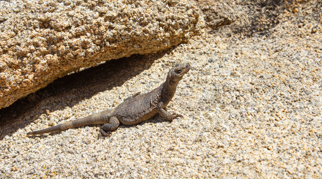 Common Chuckwalla (Sauromalus ater) lizard on the ground under the sun in Joshua Tree National Park, California, USA