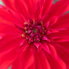 Bright red Dahlia flower macro in square format