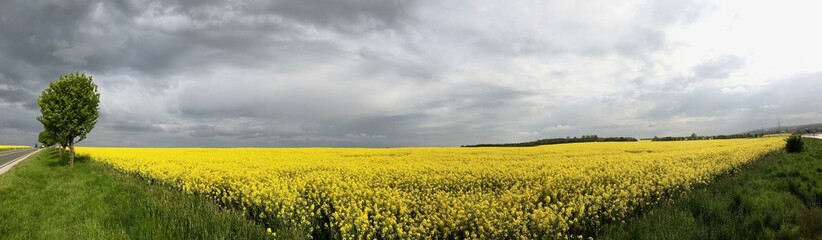 Obraz premium Stormy panoramic yellow field