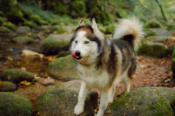 Dog Siberian Brawn  Husky poses and walking in the forest. 