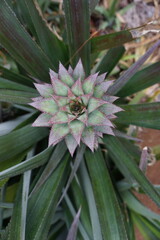 Ananas von Moorea, Französisch Polynesien 