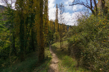 The beautiful path with poplar trees in autumn of the Hoces del Duraton natural park near Sepulveda, Segovia, Spain