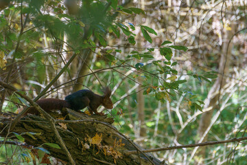 Eurasian red brown colored squirrel on tree at Duraton Valley, Sepulveda, Segovia, Spain
