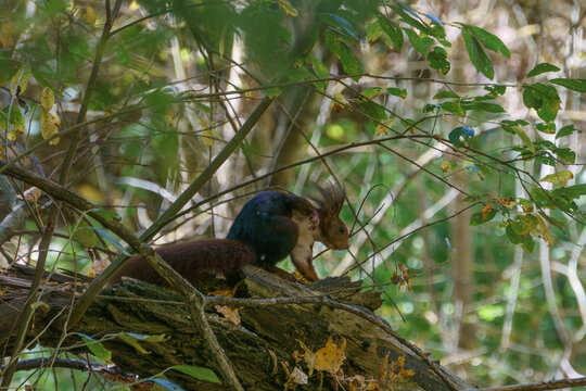 Eurasian red brown colored squirrel on tree at Duraton Valley, Sepulveda, Segovia, Spain