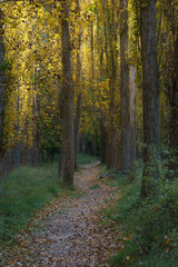 The beautiful path with poplar trees in golden sunliehgt during autumn of the Hoces del Duraton natural park near Sepulveda, Segovia, Spain
