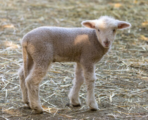 Lamb posing inside sheep pen. Farm in Northern California, USA.