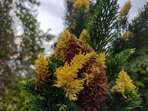 Holas de planta de pino de color verde, amarillo y rojo