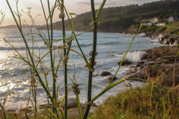 sunset through some plants near the sea