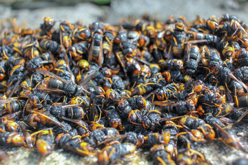 dead asian hornets found near a trap