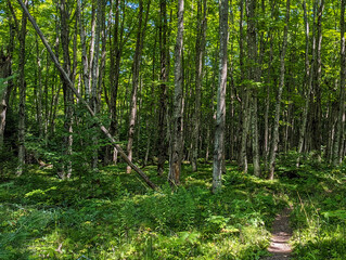 Path in the deep woods in the upper peninsula of Michigan