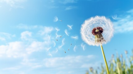 Fototapeta premium Dandelion in the wind