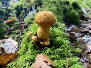 A forest mushroom growing among fallen leaves in the woods