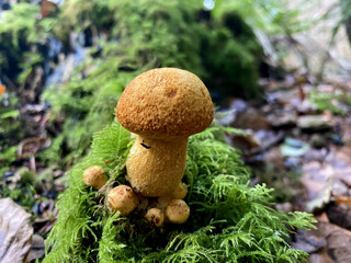 A forest mushroom growing among fallen leaves in the woods