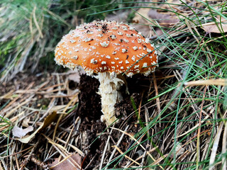 A forest mushroom growing among fallen leaves in the woods