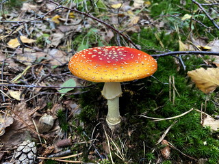 A forest mushroom growing among fallen leaves in the woods