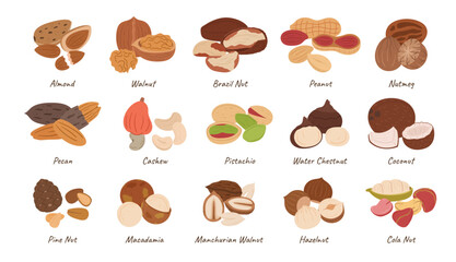 Nuts Collection, Almond, Walnut, Brazil and Peanut with Nutmeg. Pecan, Cashew, Pistachio and Water Chestnut, Coconut