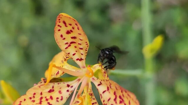 C&acirc;mera lenta, macro de Abelha decolando de Flor, Carregando P&oacute;len