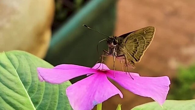 Borboleta Sugando N&eacute;ctar da Flor, Macro em C&acirc;mera Lenta
