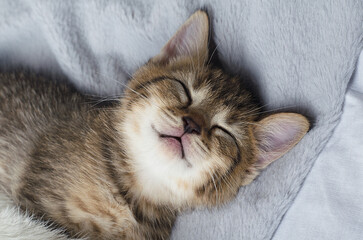 Cute sleeping tabby kitten, sleeping kitten on postcard. Beautiful funny kitten