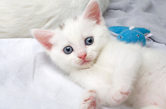 White Scottish Straight kitten with blue eyes, cute and funny beautiful kitten. Funny kitten with frightened eyes
