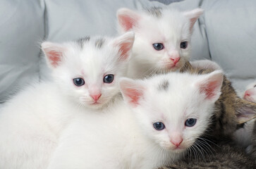 Many white kittens with blue eyes look at the camera. Kittens for the cover, headband, postcard