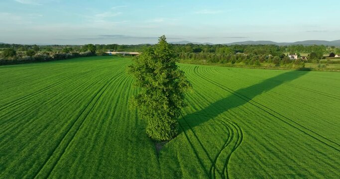 A huge green tree stands alone in the middle of a green field 4k