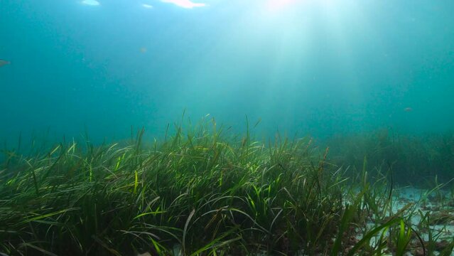 Eelgrass seagrass (Zostera marina) on the ocean floor with sunlight underwater, Atlantic ocean, natural scene, Spain, Galicia, Rias Baixas, 59.94fps