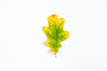 Obraz premium Autumn oak leaf isolated on white background. Fallen yellow foliage.