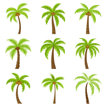 Flat Vector Cartoon Palm Trees, Palm Tree Icon Set Isolated. Palm Design Template for Tropical, Vacation, Beach, Summer Concept. Vector Illustration. Front View