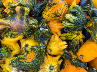 Colorful group of unusual gourds at an autumn market. Autumn background