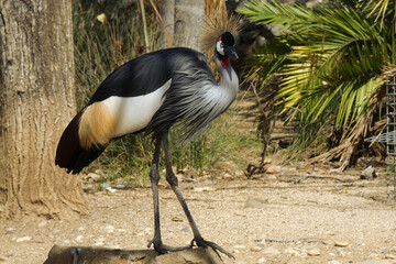 Close-up of Gray Crowned Crane Bird