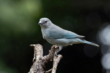Grey bird. A Sayaca Tanager also know as sanhaço perched on the branch under rain. Species Thraupis sayaca. Birdwatching. Birding.