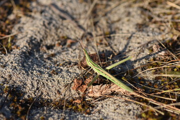 grasshopper on sand