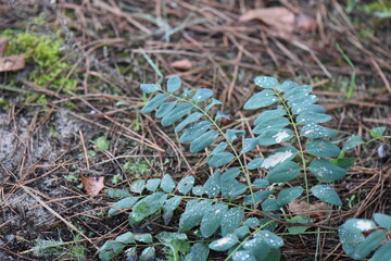 acacia tree leaves