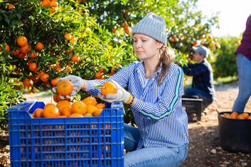 Portrait of skilled female workers picking mandarins in box on farm