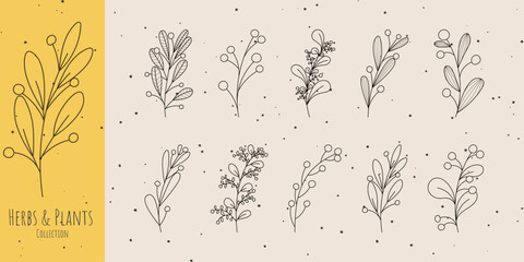 Collection of hand drawn provence herbs, plants, branchs and leaves. Elegant elements for invitation save the date cards, social media and web / logo design.