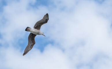 European herring gull flying over the camera with blue sky and white cloud
