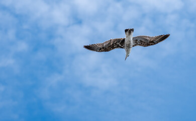 European herring gull flying over the camera with wings wide openned