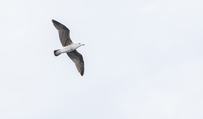 Side shot of a European herring gull flying over the camera with overcast white sky