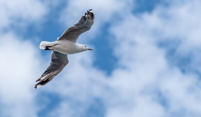 Side close up shot of seagull flying over the camera with blue sky white clouds